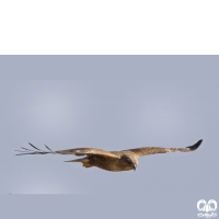 گونه سارگپه پا بلند Long-legged Buzzard